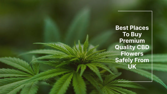 Best Place to Buy CBD Flower Safely Online in UK - HighNSupply