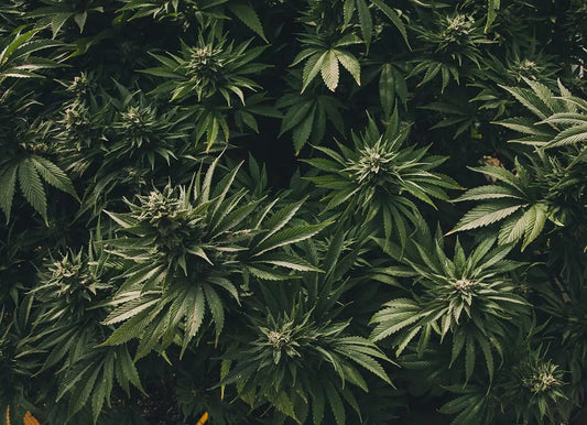The Art of Cannabidiol Extraction - HighNSupply