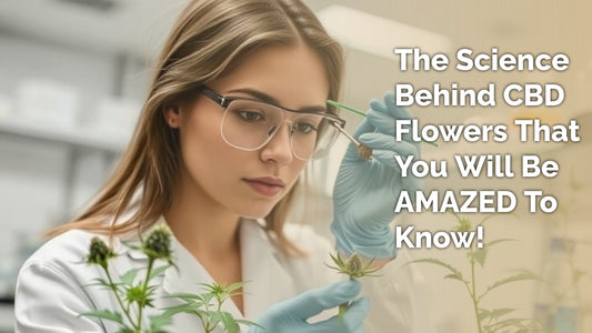 The Science Behind CBD Flowers: What Research Says - HighNSupply