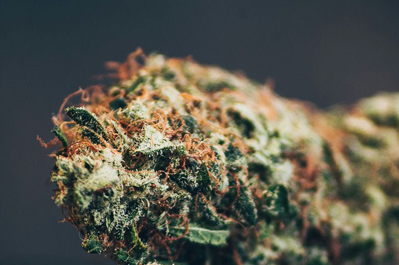 What Is Indoor-Grown CBD Flower and Why Does It Matter? - HighNSupply