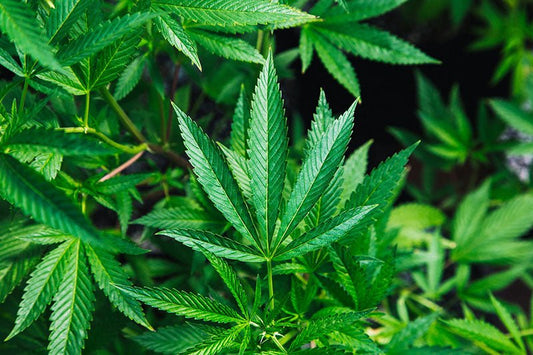 An Introduction to Minor Cannabinoids (CBG and CBN) - HighNSupply