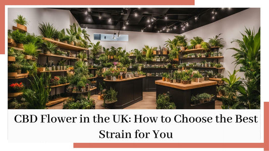 CBD Flower in the UK: How to Choose the Best Strain for You - HighNSupply