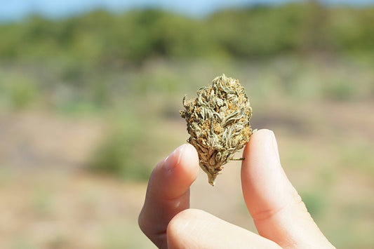 CBD Storage Myths: What Actually Keeps Your Products Fresh? - HighNSupply