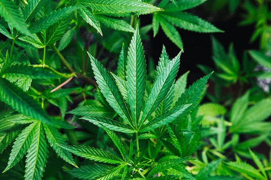 An Introduction to Minor Cannabinoids (CBG and CBN)