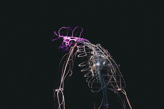 Sympathetic vs. Parasympathetic: How to Signal 'Safety' to Your Nervous System - HighNSupply
