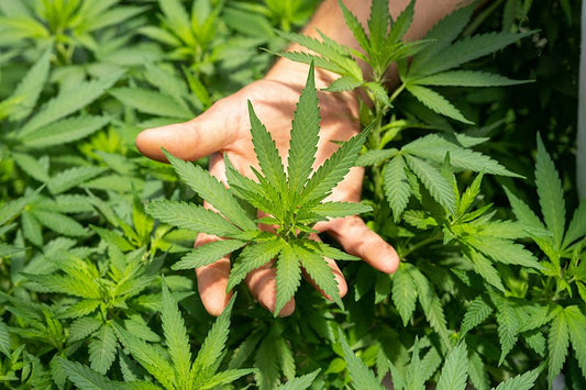 What Are Terpenes, and Why Do They Matter in CBD Products? - HighNSupply