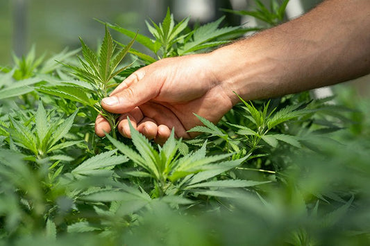 What Makes a CBD Product Truly ‘Full Spectrum’? - HighNSupply